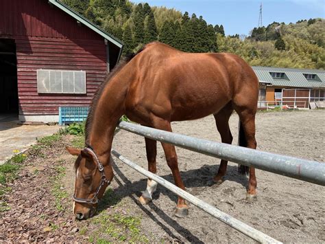 靑孀駙馬|馬のことを「あお」と呼ぶ理由は何か。 